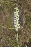 Great Plains lady's tresses' Spiranthes magnicamporum