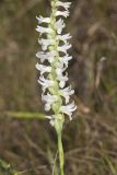 Great Plains lady's tresses' Spiranthes magnicamporum