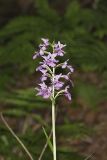 Greater Purple-fringed Orchid, Platanthera grandiflora