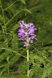 Greater Purple-fringed Orchid, Platanthera grandiflora