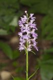 Greater Purple-fringed Orchid, Platanthera grandiflora