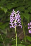 Greater Purple-fringed Orchid, Platanthera grandiflora
