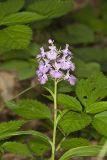 Greater Purple-fringed Orchid, Platanthera grandiflora