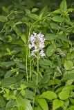 Greater Purple-fringed Orchid, Platanthera grandiflora
