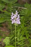 Greater Purple-fringed Orchid, Platanthera grandiflora
