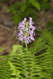 Greater Purple-fringed Orchid, Platanthera grandiflora