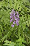 Greater Purple-fringed Orchid, Platanthera grandiflora