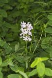 Greater Purple-fringed Orchid, Platanthera grandiflora