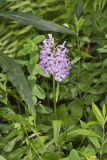 Greater Purple-fringed Orchid, Platanthera grandiflora