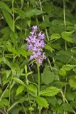 Greater Purple-fringed Orchid, Platanthera grandiflora