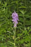 Greater Purple-fringed Orchid, Platanthera grandiflora