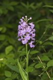 Greater Purple-fringed Orchid, Platanthera grandiflora