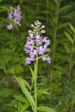 Greater Purple-fringed Orchid, Platanthera grandiflora