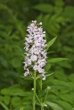 Greater Purple-fringed Orchid, Platanthera grandiflora