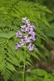 Greater Purple-fringed Orchid, Platanthera grandiflora
