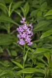 Greater Purple-fringed Orchid, Platanthera grandiflora