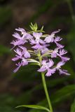 Greater Purple-fringed Orchid, Platanthera grandiflora