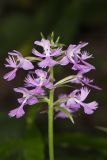 Greater Purple-fringed Orchid, Platanthera grandiflora