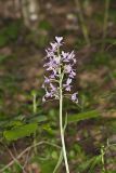 Greater Purple-fringed Orchid, Platanthera grandiflora