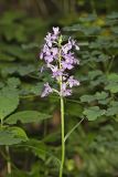 Greater Purple-fringed Orchid, Platanthera grandiflora