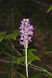 Greater Purple-fringed Orchid, Platanthera grandiflora