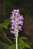 Greater Purple-fringed Orchid, Platanthera grandiflora