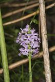 Greater Purple-fringed Orchid, Platanthera grandiflora