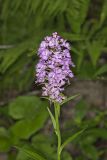 Greater Purple-fringed Orchid, Platanthera grandiflora