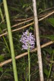Greater Purple-fringed Orchid, Platanthera grandiflora