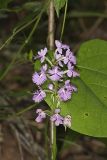 Greater Purple-fringed Orchid, Platanthera grandiflora