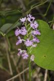 Greater Purple-fringed Orchid, Platanthera grandiflora