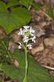 Greater Purple-fringed Orchid, Platanthera grandiflora