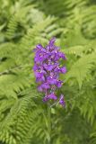 Greater Purple-fringed Orchid, Platanthera grandiflora