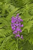 Greater Purple-fringed Orchid, Platanthera grandiflora