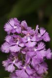 Greater Purple-fringed Orchid, Platanthera grandiflora