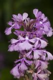 Greater Purple-fringed Orchid, Platanthera grandiflora