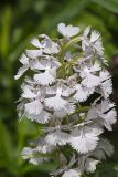 Greater Purple-fringed Orchid, Platanthera grandiflora