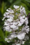Greater Purple-fringed Orchid, Platanthera grandiflora