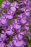 Greater Purple-fringed Orchid, Platanthera grandiflora