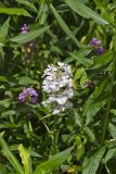 Greater Purple-fringed Orchid, Platanthera grandiflora