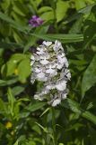 Greater Purple-fringed Orchid, Platanthera grandiflora