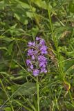 Greater Purple-fringed Orchid, Platanthera grandiflora