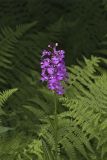 Greater Purple-fringed Orchid, Platanthera grandiflora