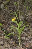 Greater Yellow Lady's Slipper, Cypripedium parviflorum var. pubescens