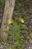 Greater Yellow Lady's Slipper, Cypripedium parviflorum var. pubescens