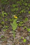 Greater Yellow Lady's Slipper, Cypripedium parviflorum var. pubescens