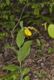 Greater Yellow Lady's Slipper, Cypripedium parviflorum var. pubescens
