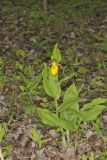 Greater Yellow Lady's Slipper, Cypripedium parviflorum var. pubescens