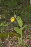 Greater Yellow Lady's Slipper, Cypripedium parviflorum var. pubescens