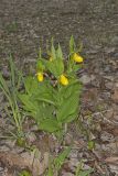 Greater Yellow Lady's Slipper, Cypripedium parviflorum var. pubescens